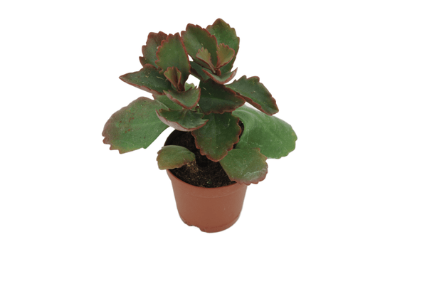 Kalanchoe sexangularis