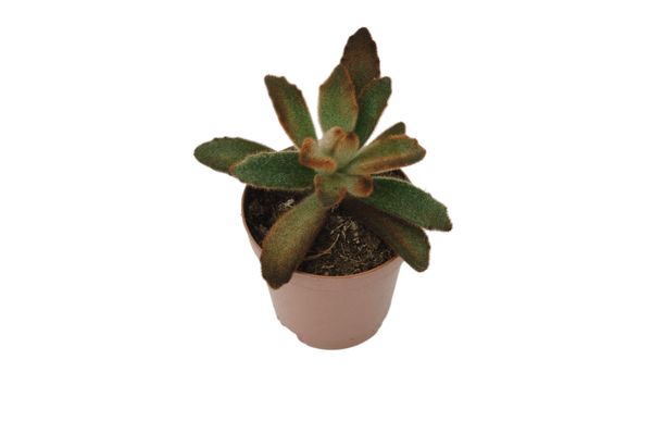 Kalanchoe tomentosa 'Chocolate Soldier'