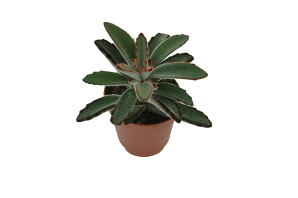 Kalanchoe tomentosa 'Pandapflanze'