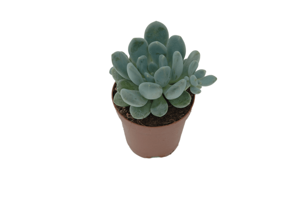 Pachyphytum oviferum 'Blue'