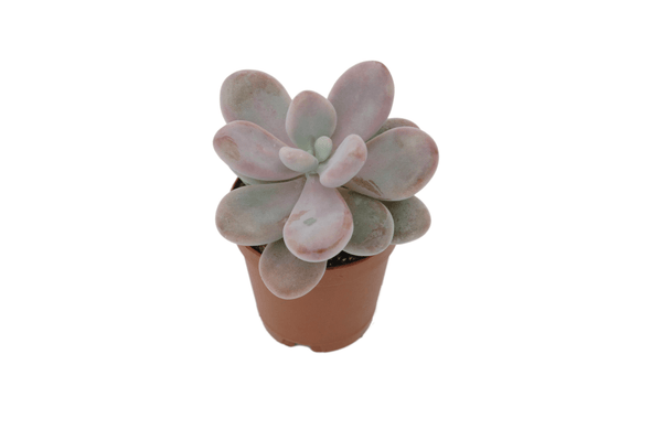 Pachyphytum oviferum 'Pink'