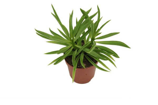 Peperomia ferreyrae 'Nevada'