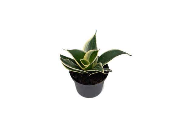 Sansevieria hahnii 'Silver marginata'