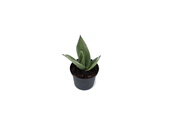 Sansevieria hahnii 'Jade Marginata'