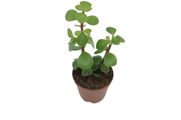 Portulacaria afra