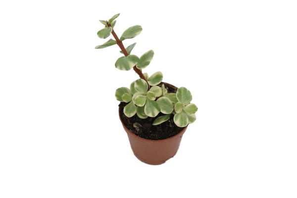 Portulacaria afra variegata