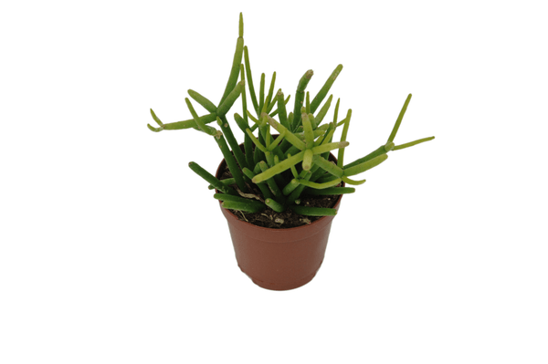 Rhipsalis bacifera