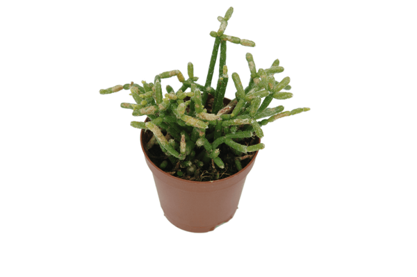 Rhipsalis cereuscula