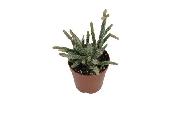 Rhipsalis pilocarpa