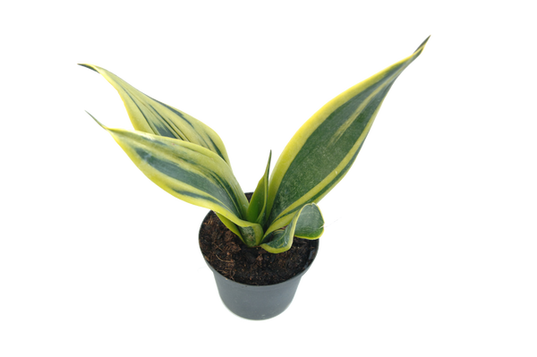 Sansevieria trifasciata 'Flame'