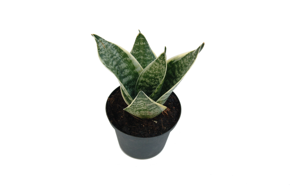 Sansevieria hahnii 'Stars and Stripes'