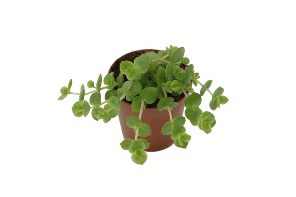 Sedum hybride 'Majestic Kiss'
