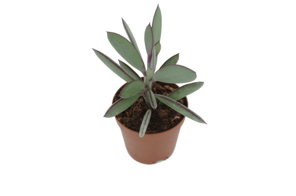 Senecio crassissimus