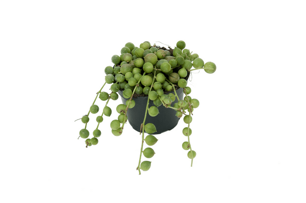Senecio rowleyanus 'String of pearls'