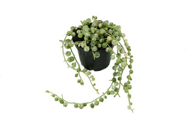 Senecio rowleyanus variegata
